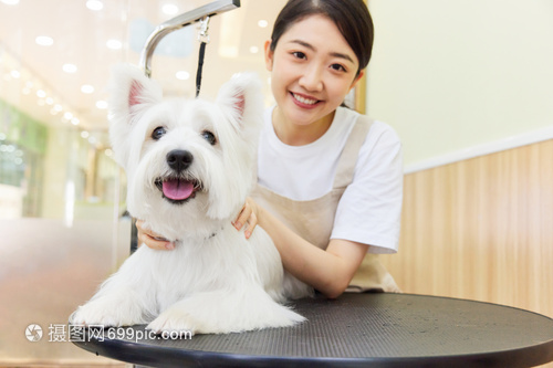 宠物美容师给宠物狗狗做美容